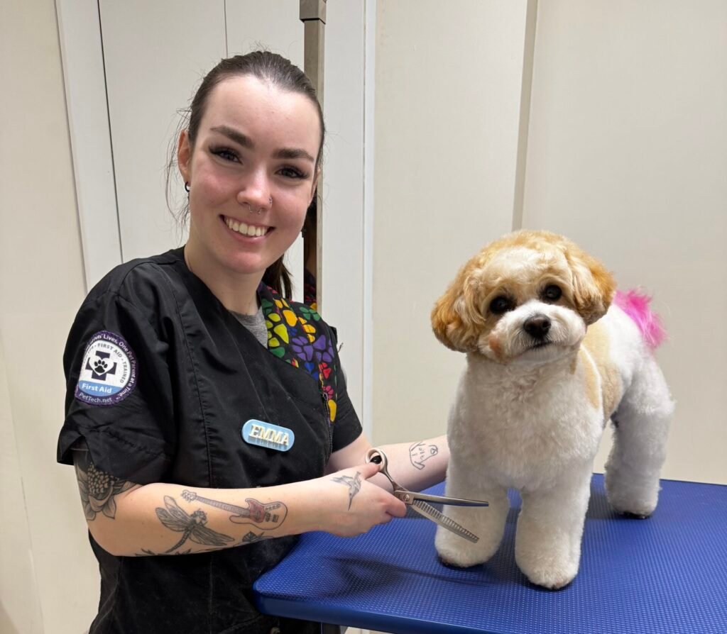 A smiling groomer with dark hair in a bun expertly trims a fluffy dog on the grooming table at Eaglemont. The adorable pup sports light brown and white fur, highlighted by pink dye on its tail. Dressed in a black uniform adorned with patches, the groomer confidently wields her scissors.