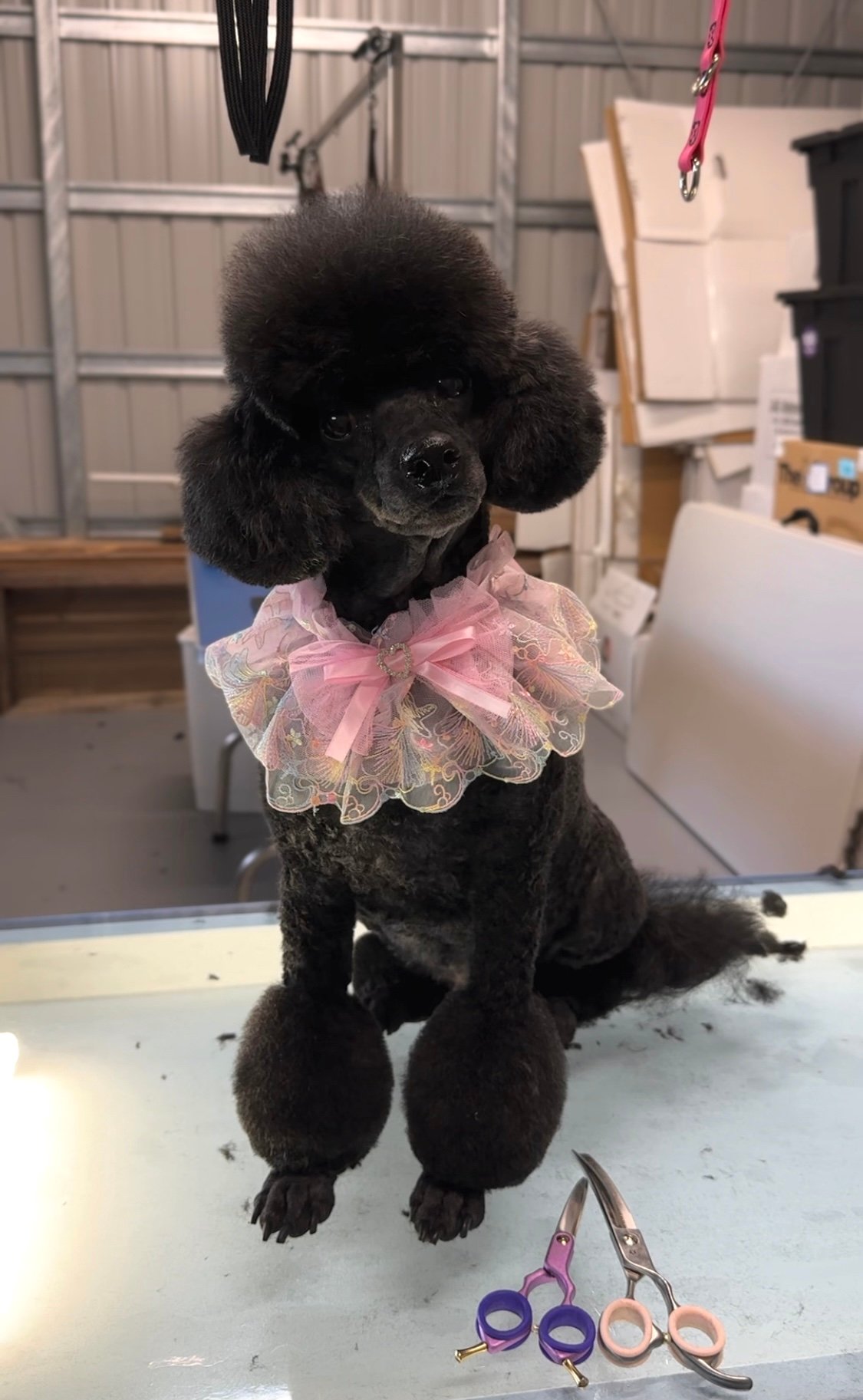 A black poodle with a stylish, fluffy haircut sits on a grooming table. It wears a pink ruffled collar with lace details. In front of the poodle, a collection of grooming tools, including scissors, is visible.