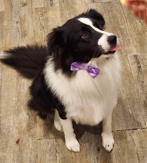 A black and white dog with a fluffy fur coat sits on a wooden floor. It is wearing a purple bowtie and is looking up with its tongue slightly out.
